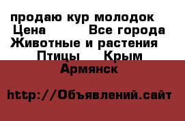 продаю кур молодок. › Цена ­ 320 - Все города Животные и растения » Птицы   . Крым,Армянск